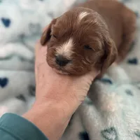 Chewy , a male Cavapoo for sale in Carlsbad, CA – Photo 7 of 10