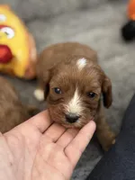 Chewy-Mini Cavapoo boy will be 13-16 lbs, a male Cavapoo for sale in Carlsbad, CA – Photo 5 of 10