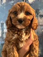 Chewy-Mini Cavapoo boy will be 13-16 lbs, a male Cavapoo for sale in Carlsbad, CA – Photo 3 of 10