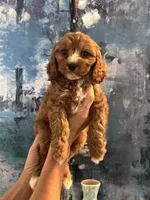 Chewy-Mini Cavapoo boy will be 13-16 lbs, a male Cavapoo for sale in Carlsbad, CA – Photo 8 of 10