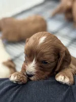 Chewy-Mini Cavapoo boy will be 13-16 lbs, a male Cavapoo for sale in Carlsbad, CA – Photo 9 of 10