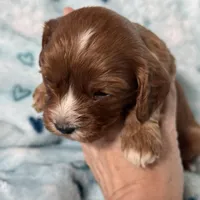 Chewy , a male Cavapoo for sale in Carlsbad, CA – Photo 3 of 10
