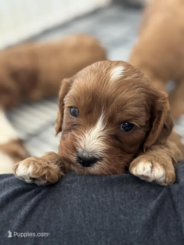Chewy  – Cavapoo puppy for sale in Carlsbad, CA