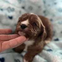 Chewy , a male Cavapoo for sale in Carlsbad, CA – Photo 4 of 10