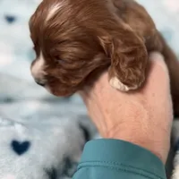 Chewy , a male Cavapoo for sale in Carlsbad, CA – Photo 8 of 10