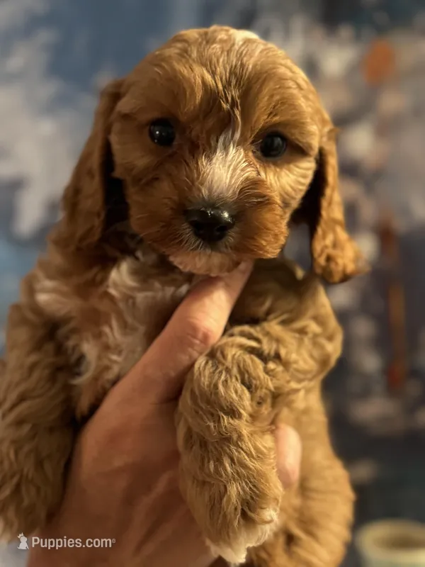 Chewy-Mini Cavapoo boy will be 13-16 lbs – Cavapoo puppy for sale in Carlsbad, CA