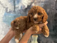 Chewy-Mini Cavapoo boy will be 13-16 lbs, a male Cavapoo for sale in Carlsbad, CA – Photo 4 of 10