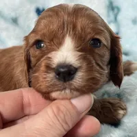 Chewy , a male Cavapoo for sale in Carlsbad, CA – Photo 2 of 10