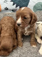 Chewy-Mini Cavapoo boy will be 13-16 lbs, a male Cavapoo for sale in Carlsbad, CA – Photo 8 of 10