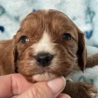 Chewy , a male Cavapoo for sale in Carlsbad, CA – Photo 10 of 10