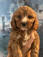Chewy-Mini Cavapoo boy will be 13-16 lbs, a male Cavapoo for sale in Carlsbad, CA – Photo 5 of 10