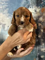 Chewy-Mini Cavapoo boy will be 13-16 lbs, a male Cavapoo for sale in Carlsbad, CA – Photo 2 of 10