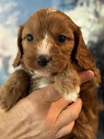 Chewy-Mini Cavapoo boy will be 13-16 lbs, a male Cavapoo for sale in Carlsbad, CA – Photo 6 of 10