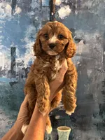 Chewy-Mini Cavapoo boy will be 13-16 lbs, a male Cavapoo for sale in Carlsbad, CA – Photo 6 of 10