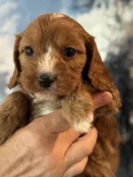 Chewy-Mini Cavapoo boy will be 13-16 lbs, a male Cavapoo for sale in Carlsbad, CA – Photo 1 of 10