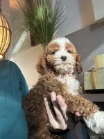 Pumpkin , a female Cavapoo for sale in Carlsbad, CA – 6 of 10