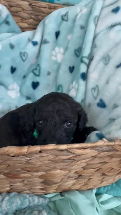 Toy Cavapoo boy 3, a male Cavapoo for sale in Carlsbad, CA – 4 of 4
