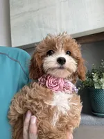 Poppy, a female Cavapoo for sale in Carlsbad, CA – 3 of 10