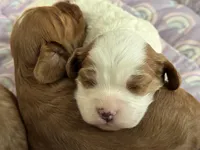 Penny , a female Cavapoo for sale in Carlsbad, CA – Photo 10 of 10