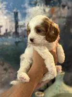 Abby-Mini Cava Girl will be 13-16 lbs, a female Cavapoo for sale in Carlsbad, CA – Photo 7 of 8