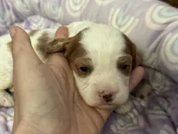 Penny , a female Cavapoo for sale in Carlsbad, CA – Photo 9 of 10