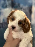 Abby-Mini Cava Girl will be 13-16 lbs, a female Cavapoo for sale in Carlsbad, CA – Photo 2 of 8