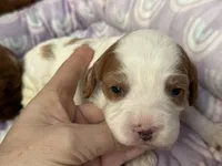 Penny , a female Cavapoo for sale in Carlsbad, CA – Photo 4 of 10