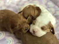 Penny , a female Cavapoo for sale in Carlsbad, CA – Photo 2 of 10