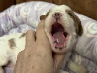 Penny , a female Cavapoo for sale in Carlsbad, CA – Photo 3 of 10