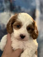 Abby-Mini Cava Girl will be 13-16 lbs, a female Cavapoo for sale in Carlsbad, CA – Photo 3 of 8