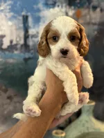 Abby-Mini Cava Girl will be 13-16 lbs, a female Cavapoo for sale in Carlsbad, CA – Photo 8 of 8