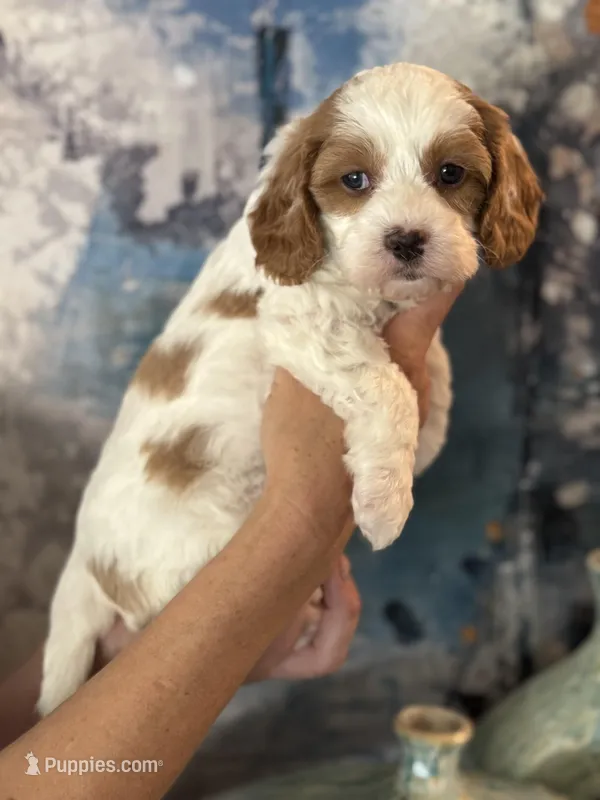 Penny  – Cavapoo puppy for sale in Carlsbad, CA