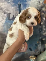 Abby-Mini Cava Girl will be 13-16 lbs, a female Cavapoo for sale in Carlsbad, CA – Photo 5 of 8