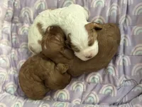 Penny , a female Cavapoo for sale in Carlsbad, CA – Photo 5 of 10