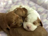 Penny , a female Cavapoo for sale in Carlsbad, CA – Photo 7 of 10