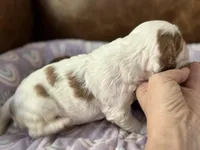 Penny , a female Cavapoo for sale in Carlsbad, CA – Photo 6 of 10