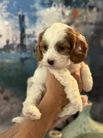 Abby-Mini Cava Girl will be 13-16 lbs, a female Cavapoo for sale in Carlsbad, CA – Photo 6 of 8