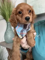 Toby, a male Cavapoo for sale in Carlsbad, CA – 5 of 10