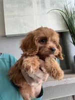 Kevin , a male Cavapoo for sale in Carlsbad, CA – 4 of 10