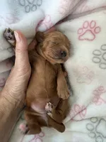 Red Cavapoo girl 1 , a female Cavapoo for sale in Carlsbad, CA – 10 of 10