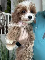 Maggie, a female Cavapoo for sale in Carlsbad, CA – 8 of 8