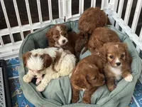 Hanna , a female Cavapoo for sale in Carlsbad, CA – 10 of 10