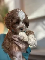 Tucker, a male Cavapoo for sale in Carlsbad, CA – 5 of 10