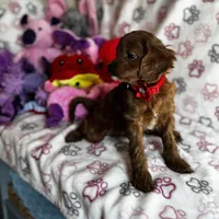 Tiny Toy sized Cavapoo girl Ruby, a female Cavapoo for sale in Carlsbad, CA – Photo 6 of 10