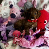 Tiny Toy sized Cavapoo girl Ruby, a female Cavapoo for sale in Carlsbad, CA – Photo 4 of 10