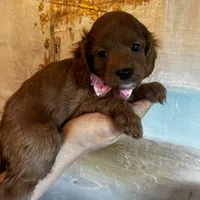 Tiny Toy sized Cavapoo girl Ruby, a female Cavapoo for sale in Carlsbad, CA – Photo 7 of 10