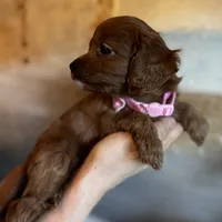 Tiny Toy sized Cavapoo girl Ruby, a female Cavapoo for sale in Carlsbad, CA – Photo 9 of 10