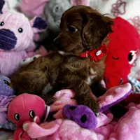 Tiny Toy sized Cavapoo girl Ruby, a female Cavapoo for sale in Carlsbad, CA – Photo 8 of 10