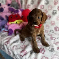Tiny Toy sized Cavapoo girl Ruby, a female Cavapoo for sale in Carlsbad, CA – Photo 1 of 10