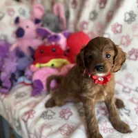 Tiny Toy sized Cavapoo girl Ruby, a female Cavapoo for sale in Carlsbad, CA – Photo 5 of 10